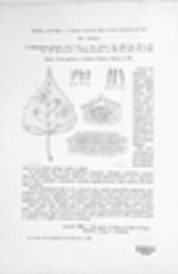 Melampsoridium betulinum image